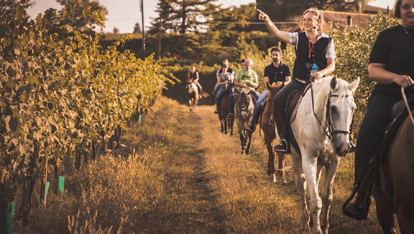 Horse experience