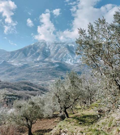 Il trekking degli ulivi